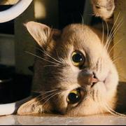 唉哦的个人资料头像