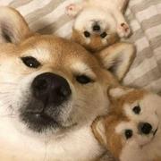 无恙_Biandan的个人资料头像