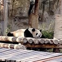 叫我小布大人头像