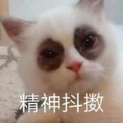 FoxFocus的个人资料头像