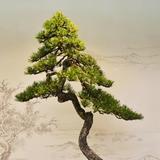 许淼743头像