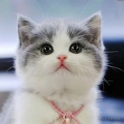 吃糖壮胆的个人资料头像