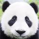不是小胖子z · 坦克400 Hi4-T车主·车龄1年头像