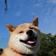 梯度识别的个人资料头像