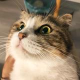 乌七七麻麻黑头像