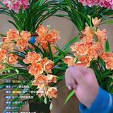 快乐小猫fvZ头像