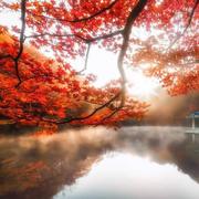 ShuyaoLim的个人资料头像