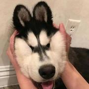 甜甜向上的个人资料头像