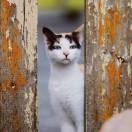 灿飞的个人资料头像