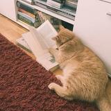 小猪猪36786头像