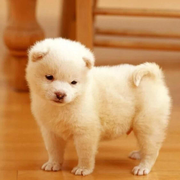 参与感的个人资料头像