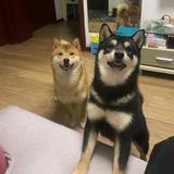 周伟头像
