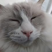 小绒绒的个人资料头像