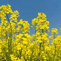 威朗车主789头像