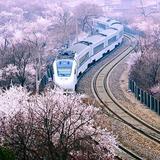 抹一世残花2头像