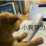 小萌呀的个人资料头像