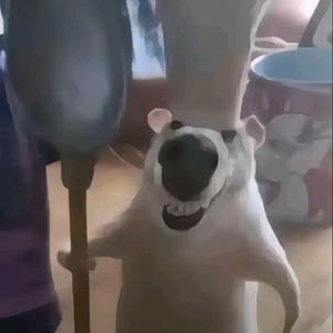 料理鼠王之三角洲行动头像