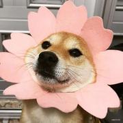 Ashira97的个人资料头像