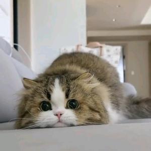 AI猫猫(品质生活传播者)头像