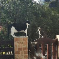 壮壮和咪咪头像