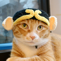 猫咪黄加橘头像
