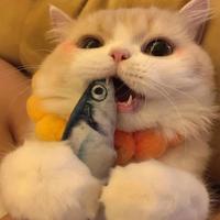 固执的巨蟹女头像