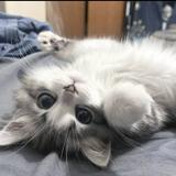 1305137133头像