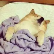 飘柔洗土豆的个人资料头像