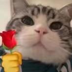 芥兰炒牛肉780头像