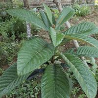 15荣放头像