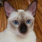 白狼烈的个人资料头像