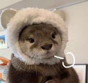 迷人的秋叶的个人资料头像