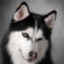 囧囧Paul的个人资料头像