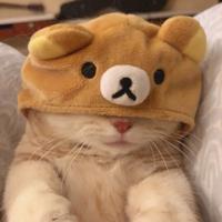 晚安讲给风听头像