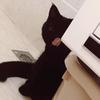 猫也有理想397头像