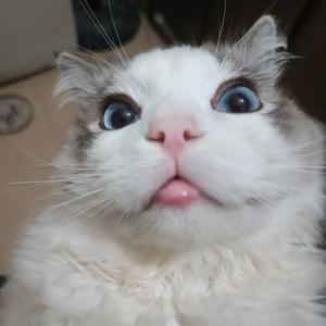 上门洗猫日记头像