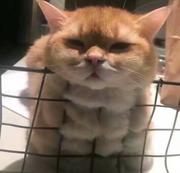 进击的秃头的个人资料头像