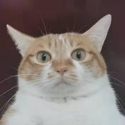 等等谢大牙的个人资料头像