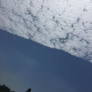 金鱼花火 头条搜索