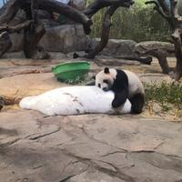 星空下的藏羚羊头像