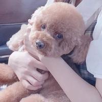 聪明绝顶911头像