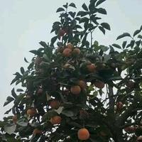 汽车透视眼头像