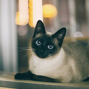 是高兴呀的个人资料头像