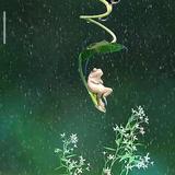 梦幻水滴S7l头像