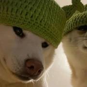 用户8052207113722的个人资料头像