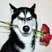 小小胖的个人资料头像