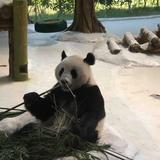 飞熊大哥大头像