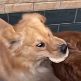 给俺蒯一口头像