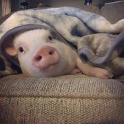 spirit00的个人资料头像