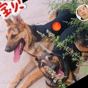 王哥昆明犬犬舍头像